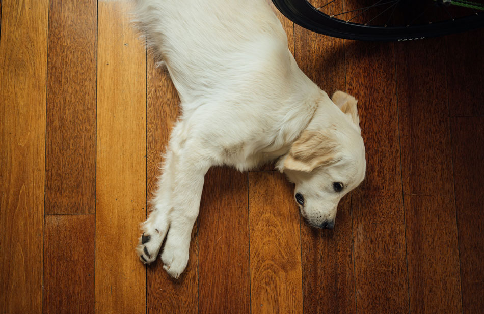 dog on hardwood floor