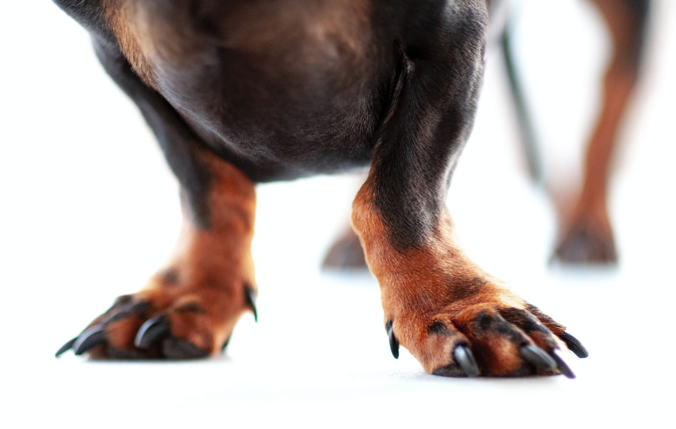dog paws