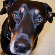 Finding the Best Scratch-Resistant Flooring for Pet Owners